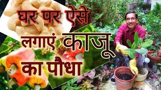 घर पर ऐसे लगाएं काजू का पेड़, पाएं  ,बहुत  सारे  काजू Cashew Plant Growing