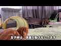 姉猫がエビを退治したら、エビが子猫達に大人気になりました！w