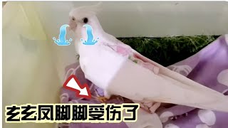 cockatiel发现玄凤鹦鹉的脚受伤了。。却不知道什么原因。。#cockatiel #petlovers #lutinocockatiel #albino #birds #bird injuries