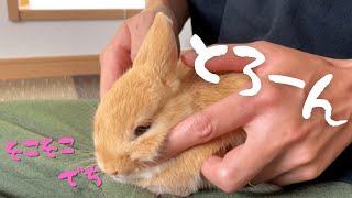 飼い主によるマッサージを受けた赤ちゃんうさぎがこちら