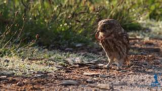 Athene noctua (Little owl), Bufi i vogel. Kamenice, Kosovo.