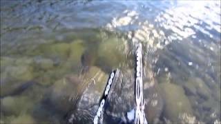 Nipigon River Brookies