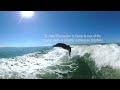 jumping with wild dolphins in clearwater