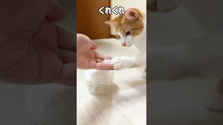 子猫にはじめて雪をあげてみたら#shorts