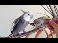 片思いのオカメインコ（おしゃべりver.）