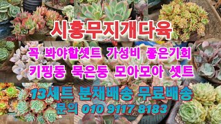 #시흥무지개다육정성가득꼭봐야할셋트너무예뻐서착해서다육이키우기좋은계절#온슬러우#아악무#피어리스#창종류#라울