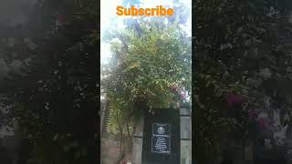 বিকালের সৌন্দর্য 😱😱😱😱