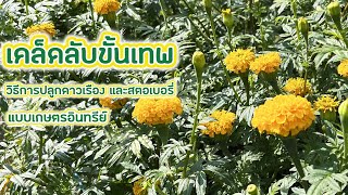 การปลูกดาวเรือง สตอเบอรี่ ไร่สตอเบอรี่ชมดอย Ep.2 #เกษตร #เกษตรผสมผสาน #ไร่เทพ สั่งซื้อ0808068000