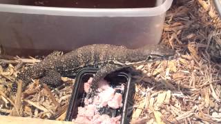 4ft Asian Water Monitor Dragon