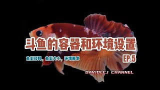 斗鱼的容器／鱼缸和环境设置 EP.5 【养斗鱼必备知识】【斗鱼篇】