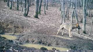 Lupo appenninico di giorno con caprioli, Lunigiana. Wolf and roe deer in daylight, Italy