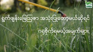 ရွက်ဖြန်းမြေဩဇာအသုံးပြုတော့မယ်ဆိုရင် ဂရုစိုက်ရမယ့်အချက်