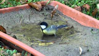 Széncinege porfürdőben felgyűlt vízben fürdik / Great Tit bathing, Budapest (2010.10.28.)