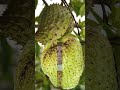 Soursop fruit #short #trending  #viralshort #tropicalfruit