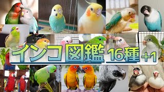 【保存版】インコ図鑑！16種＋1★