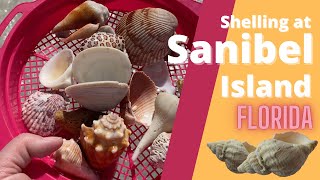 Sanibel Island, Florida, Where to Go to Find the BEST Shells?