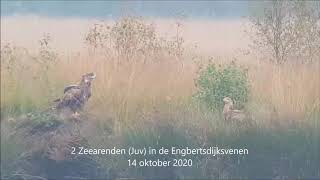 2 jonge Zeearenden in de Engbertsdijksvenen  14 oktober 2020