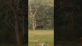 ഒറ്റയാന്റെ മുന്നിൽ പെട്ടപ്പോൾ 😳 #viral #trending #elephant #forest