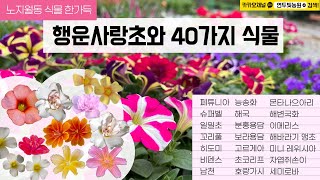 [옵투샤 입고] 사랑초와 40가지 야생화  | 010.2548.7544 전국택배가능 | #일일초 #꼬리풀 #노지월동 #야생화 #사랑초 #사랑초꽃말 #사랑초키우기 #사랑초종류