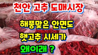 해풍맞은 안면도 맛난 햇고추 싸도 너무 싸다 제분소가 있어 제분서비스 무료