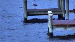 Chesap08-25-18/ Heron caught his morning dinner fish