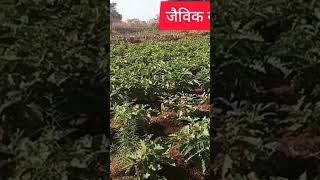 TCBT बैंगन की खेती TCBT से खेती किया है TCBT FARMING TRAINER