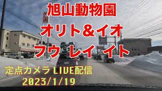 旭山動物園ライオンファミリー　オリトとイオ夫婦と3匹の娘達 フウ・レイ・イト　定点カメラ　GoPro11 2023/1/19 2k→4kリサイズ版