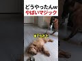 犬たちが披露したマジックが凄すぎたw