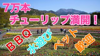 4K ４月１日撮影 ７万本のチューリップ 春休み 穴場 公園 と思ったらこりゃ、一年通して楽しそうだぞ？ 【神奈川】