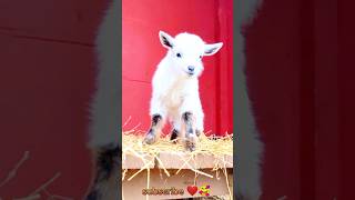 Adorable baby goat sounds loudly 😍 #youtubeshorts #cute #babygoat #shortvideo #shorts #tiktok #viral