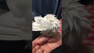 ボタンインコのルリちゃんは水浴び後だけ手に乗ってくれます。#ボタンインコ #毛づくろい