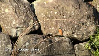 【4K】カワセミ Common Kingfisher  ALCEDO ATTHIS 後姿と鳴き声