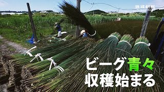 【うるま市】ビーグ青々 収穫始まる