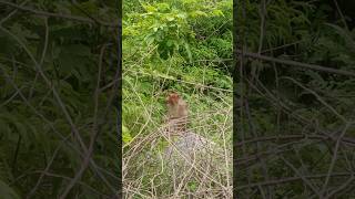 Monkey found busy eating near Gudibande Fort.