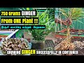 மாடித் தோட்டத்தில் இஞ்சி வளர்த்து நல்ல அறுவடை எடுக்க சில டிப்ஸ் | How to grow ginger in container