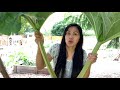 harvesting rhubarb how to harvest rhubarb