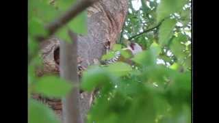 キツツキ(アオゲラ)の巣作り/ Woodpecker make a nest. (Japanese Green Woodpecker)