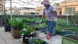 楼顶种菜:给所有的菜都浇一遍肥水，分享施肥全过程