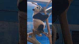 圓寶聞到樓上熊貓餐廳 有員工偷偷吃筍子便當 #panda #動物 #可愛 #animals #貓熊 #cute