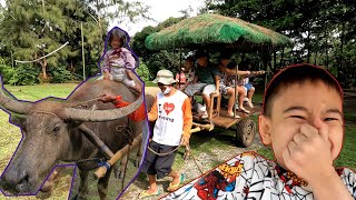 8 Kids Riding a Carabao Wagon Then THIS Happened...