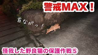 捕獲失敗の次の日…【怪我した野良猫の保護について】