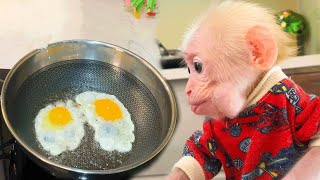 Chef Bibi monkey cooks breakfast \