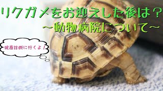 【リクガメ】お迎えした後は動物病院へ行こう！【初心者向けのお話】