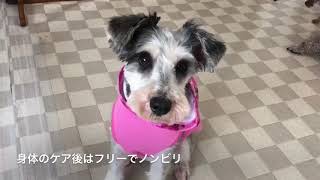 2020年7月22日の保護犬の様子