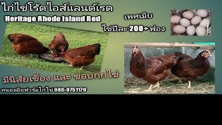 ไก่ไข่โร้ดแดง (ดั้งเดิม) Heritage Rhode Island Red @101Chickenfarm