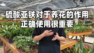 硫酸亚铁对于养花的作用 正确使用很重要