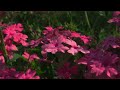 長居植物園の紫陽花 osaka walk hydrangeas at nagai botanical garden 4k hdr japan