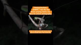 【ASMR】I feel like the brown praying mantis was born for artistic photography. #mukbang #love #mantis