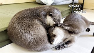 Otter Ui acts so cute to get boyfriend's attention. [Otter Life Day 743]