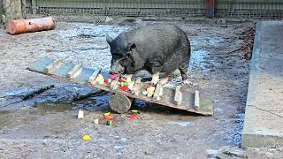 Impressionen vom Tierpark Walldorf